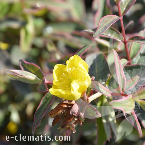 Hypericum moserianum Tricolor.webp