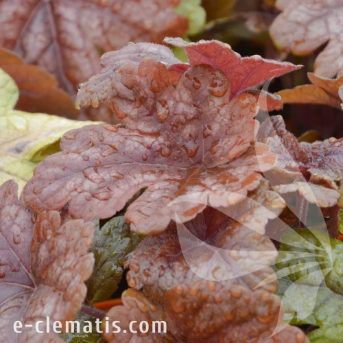 Heucherella Buttered Rum.webp