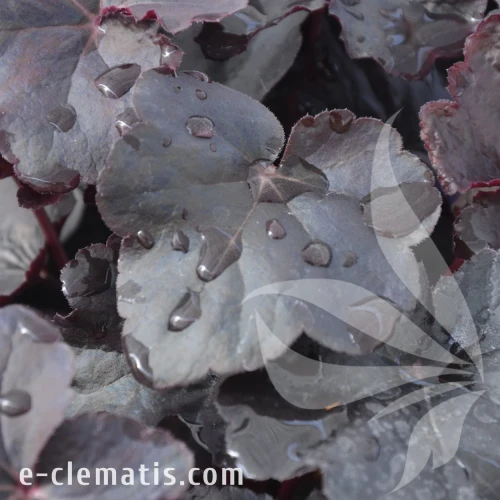 Heuchera Obsidian.webp