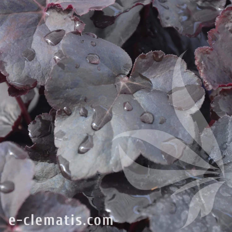 Heuchera Obsidian.webp