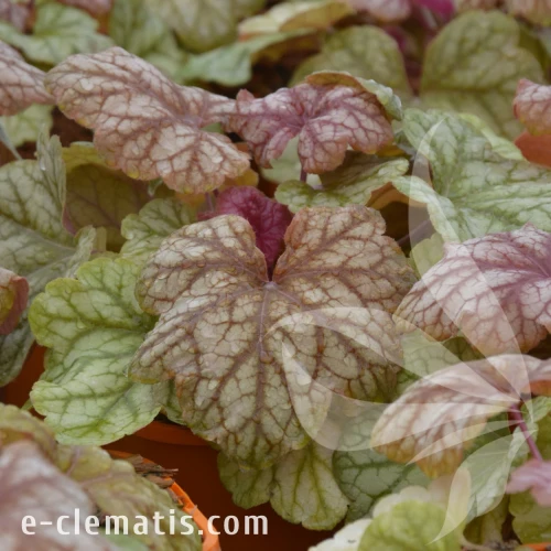 Heuchera CHAMPAGNE Tnheucha PBR.webp