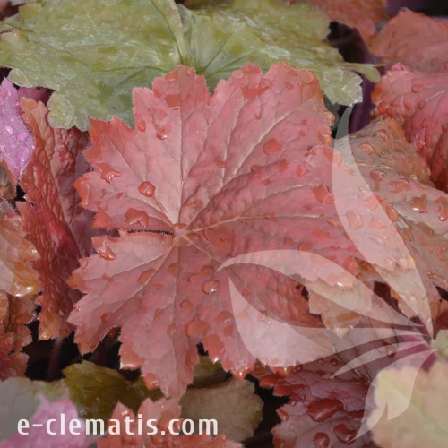 Heuchera Bloody Dinosaur PBR.webp