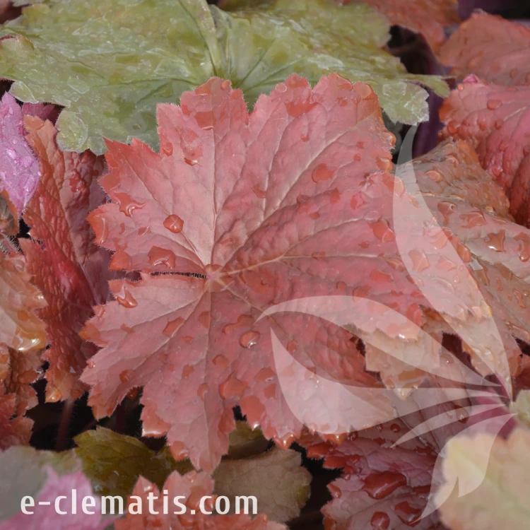 Heuchera Bloody Dinosaur PBR.webp