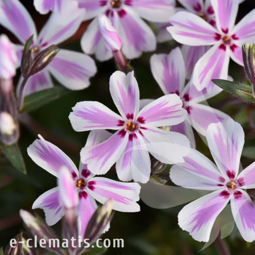 Phlox subulata Candy Stripes.webp