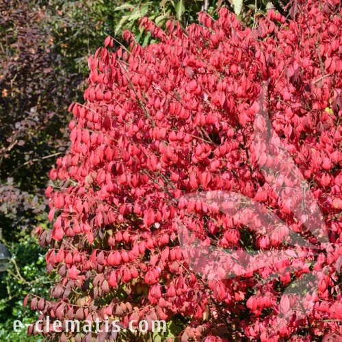 Euonymus alatus Compactus.webp