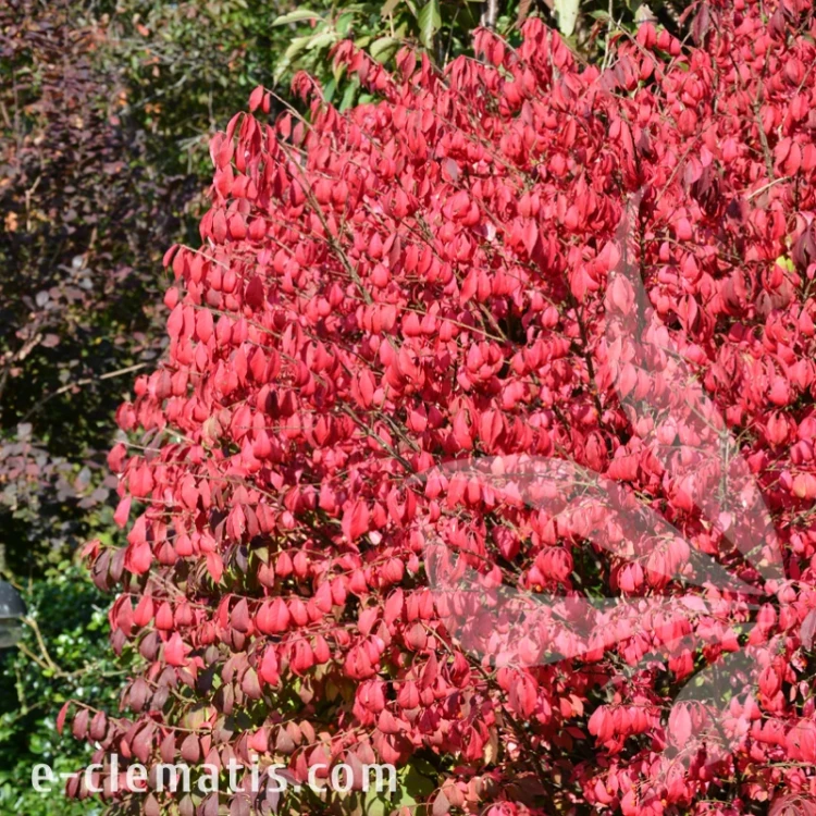 Euonymus alatus Compactus.webp