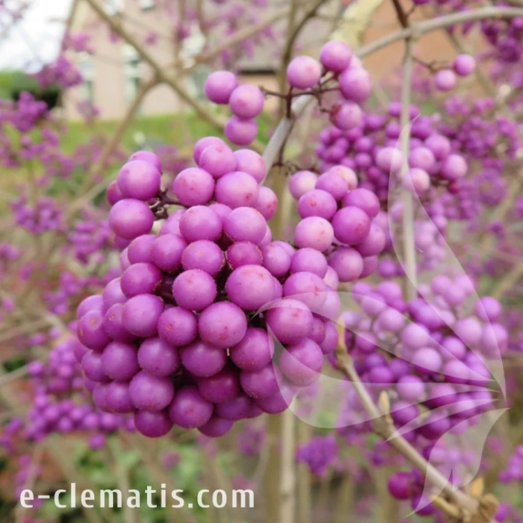Calicarpa bodinieri Profusion.webp