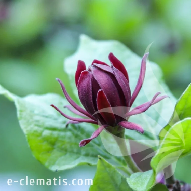 Calycanthus floridus.webp