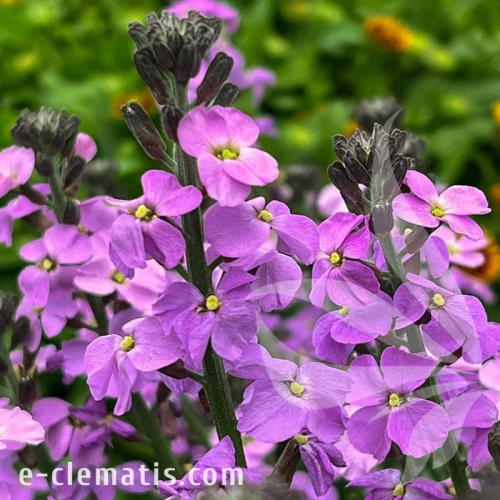 Erysimum Super Bowl Mauve.webp