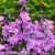 Erysimum Super Bowl Mauve.webp