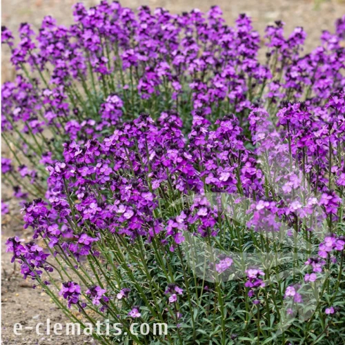 Erysimum Super Bowl Mauve 2.webp