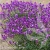 Erysimum Super Bowl Mauve 2.webp