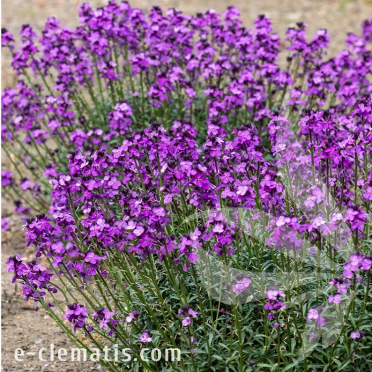 Erysimum Super Bowl Mauve 2.webp