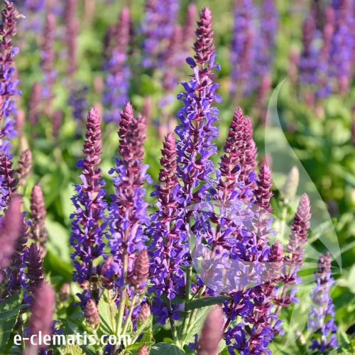 Salvia-nemorosa-Purple-Rianne-e-clematis.webp