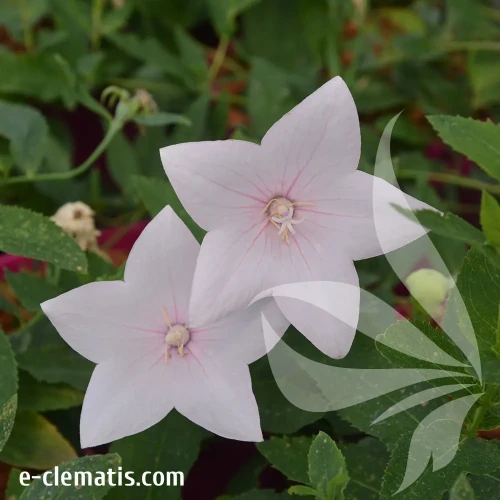 Platycodon-glandiflorus-Fuj-Pink.webp