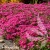 Phlox-subulata-Scarlet-Flame.webp