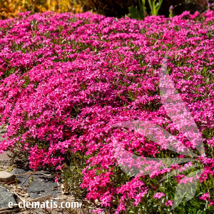 Phlox-subulata-Scarlet-Flame.webp