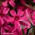 Phlox-subulata-Scarlet-Flame-2.webp