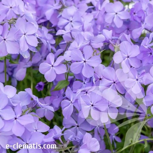 Phlox-divaricata-Blue-Moon.webp