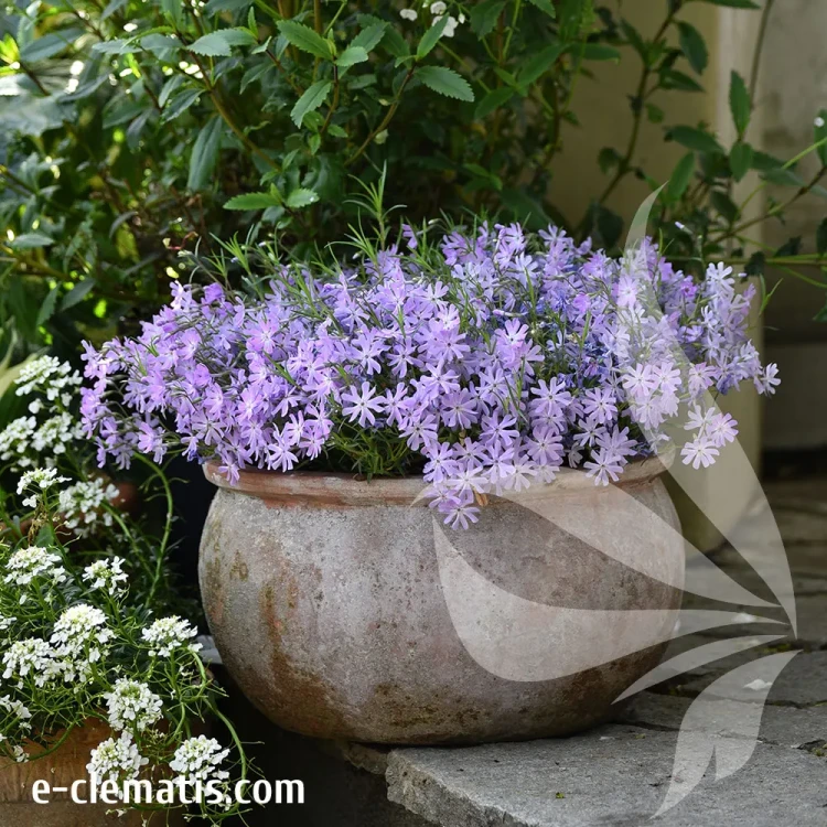 Phlox-Bedazzled-Lavender-2.webp