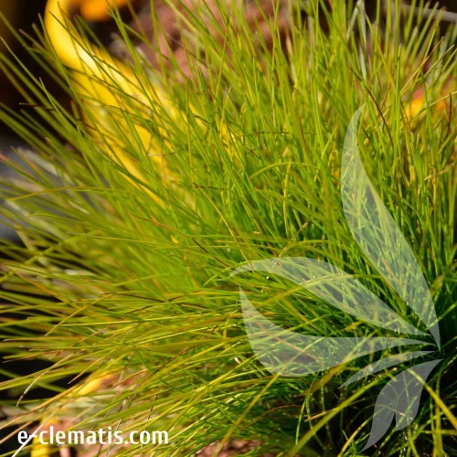 Deschampsia-flexuosa-Tatra-Gold.webp