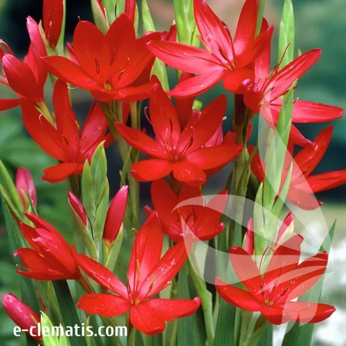 schizostylis-red-2-e-clematis.webp