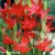 schizostylis-red-2-e-clematis.webp