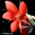 schizostylis-red-1-e-clematis.webp