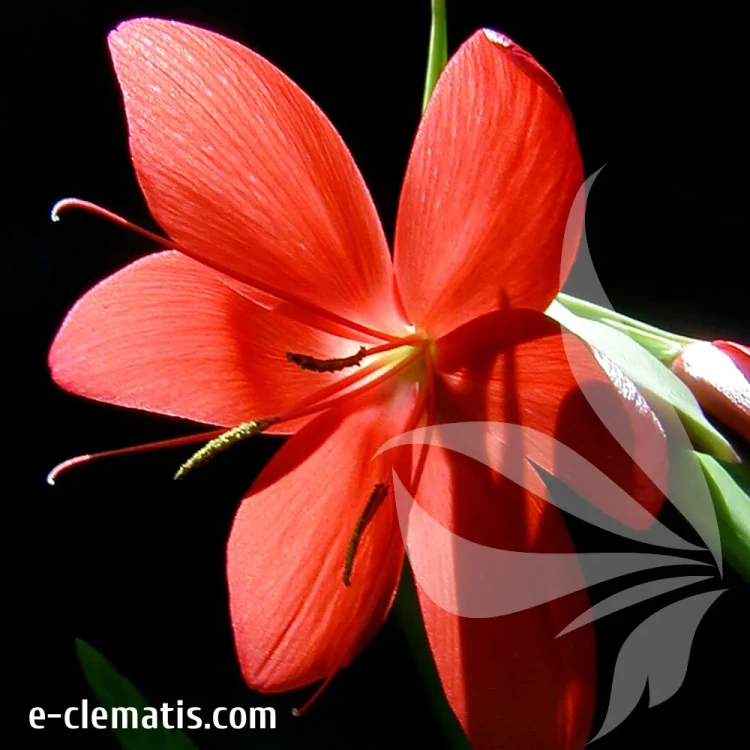 schizostylis-red-1-e-clematis.webp