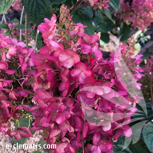 Hydrangea-paniculata-Petite-Lantern2.webp