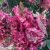 Hydrangea-paniculata-Petite-Lantern2.webp
