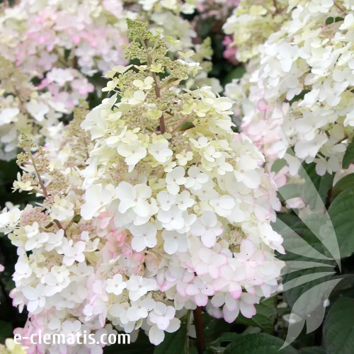 Hydrangea-paniculata-Petite-Lantern1.webp