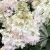Hydrangea-paniculata-Petite-Lantern1.webp