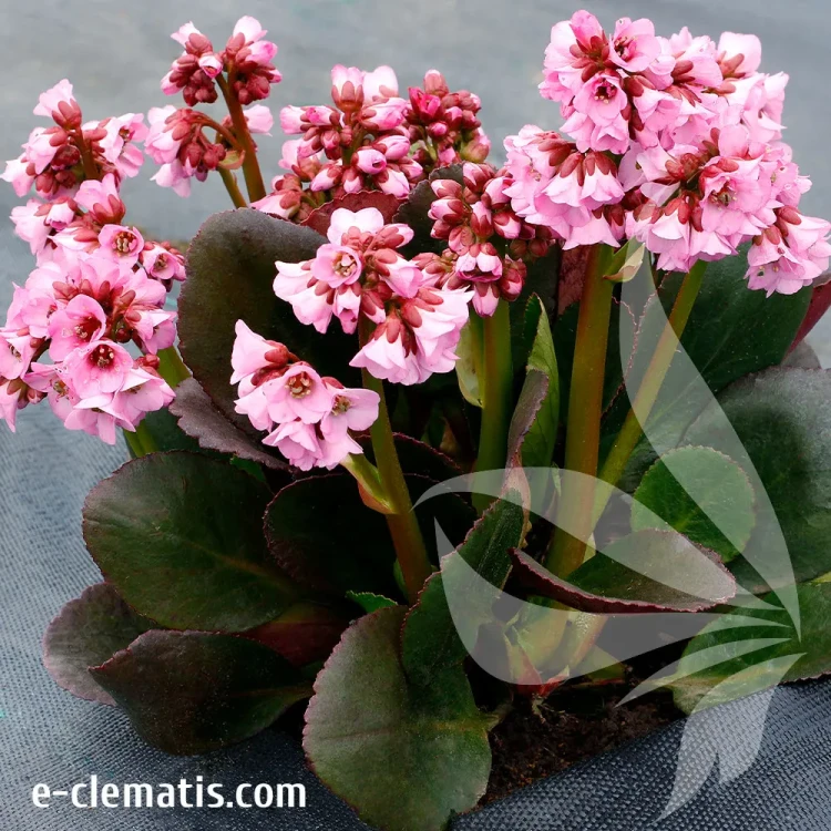 Bergenia-Vintage-Blush---bergenia.webp