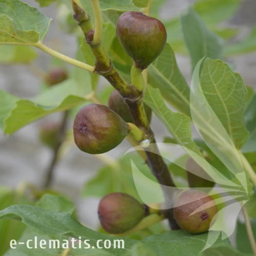 Ficus carica LITTLE MISS FIGGY.webp