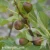 Ficus carica LITTLE MISS FIGGY.webp
