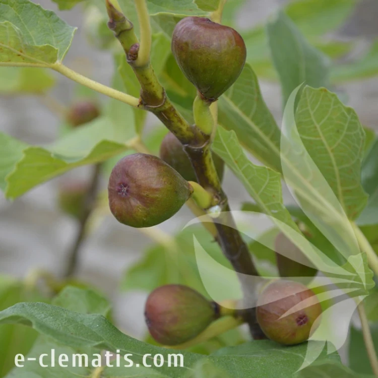 Ficus carica LITTLE MISS FIGGY.webp