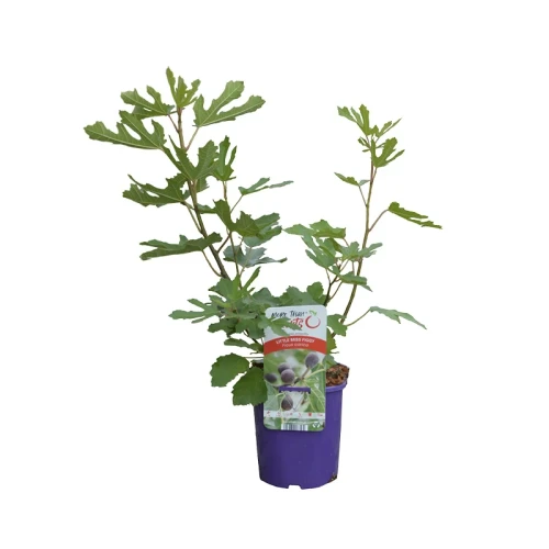 Ficus carica LITTLE MISS FIGGY 2.webp