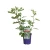 Ficus carica LITTLE MISS FIGGY 2.webp