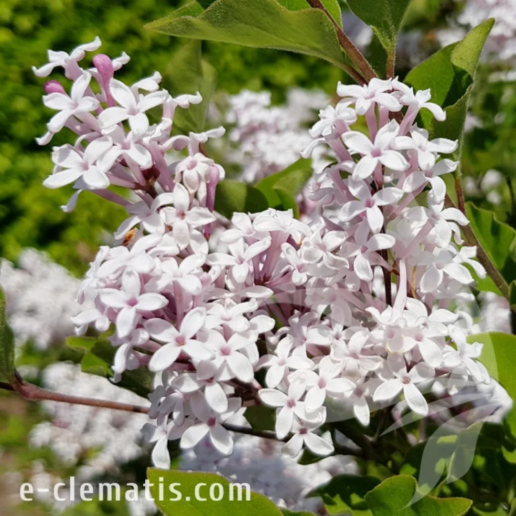 Syringa meyeri FLOWERFESTA White.webp
