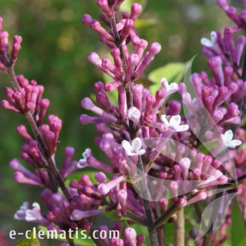 Syringa meyeri FLOWERFESTA Purple.webp