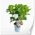 Hydrangea-macrophylla-Doppio-Fredo-4.webp