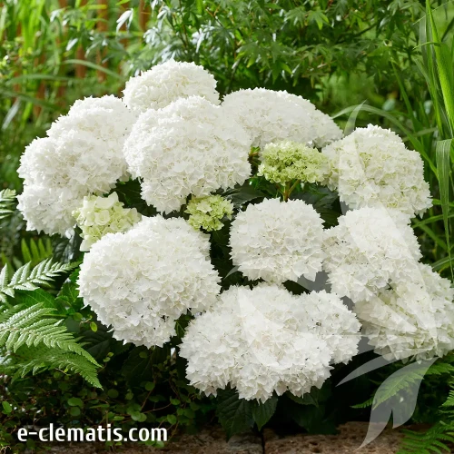 Hydrangea-macrophylla-Doppio-Fredo-1.webp