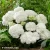 Hydrangea-macrophylla-Doppio-Fredo-1.webp