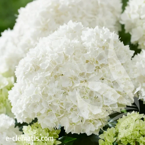 Hydrangea-macrophylla-Doppio-Fredo-2.webp