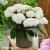 Hydrangea-macrophylla-Doppio-Fredo-3.webp