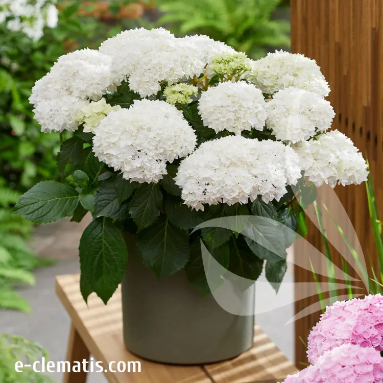 Hydrangea-macrophylla-Doppio-Fredo-3.webp