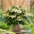Hydrangea-macrophylla-Doppio-bianco-1.webp