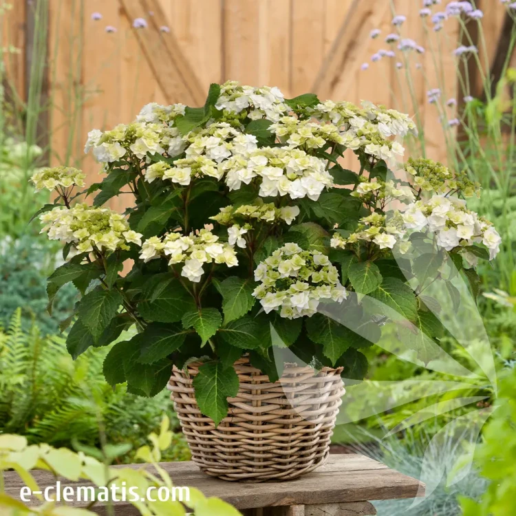 Hydrangea-macrophylla-Doppio-bianco-1.webp