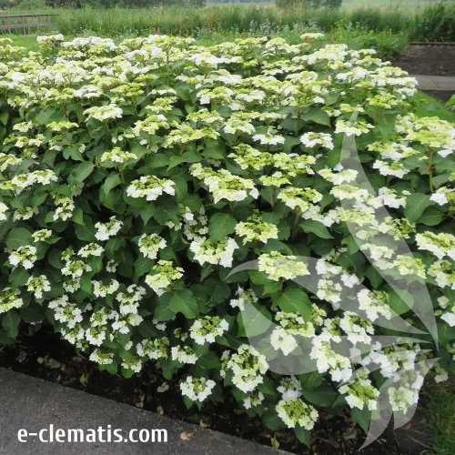 Hydrangea-macrophylla-Doppio-bianco-2.webp